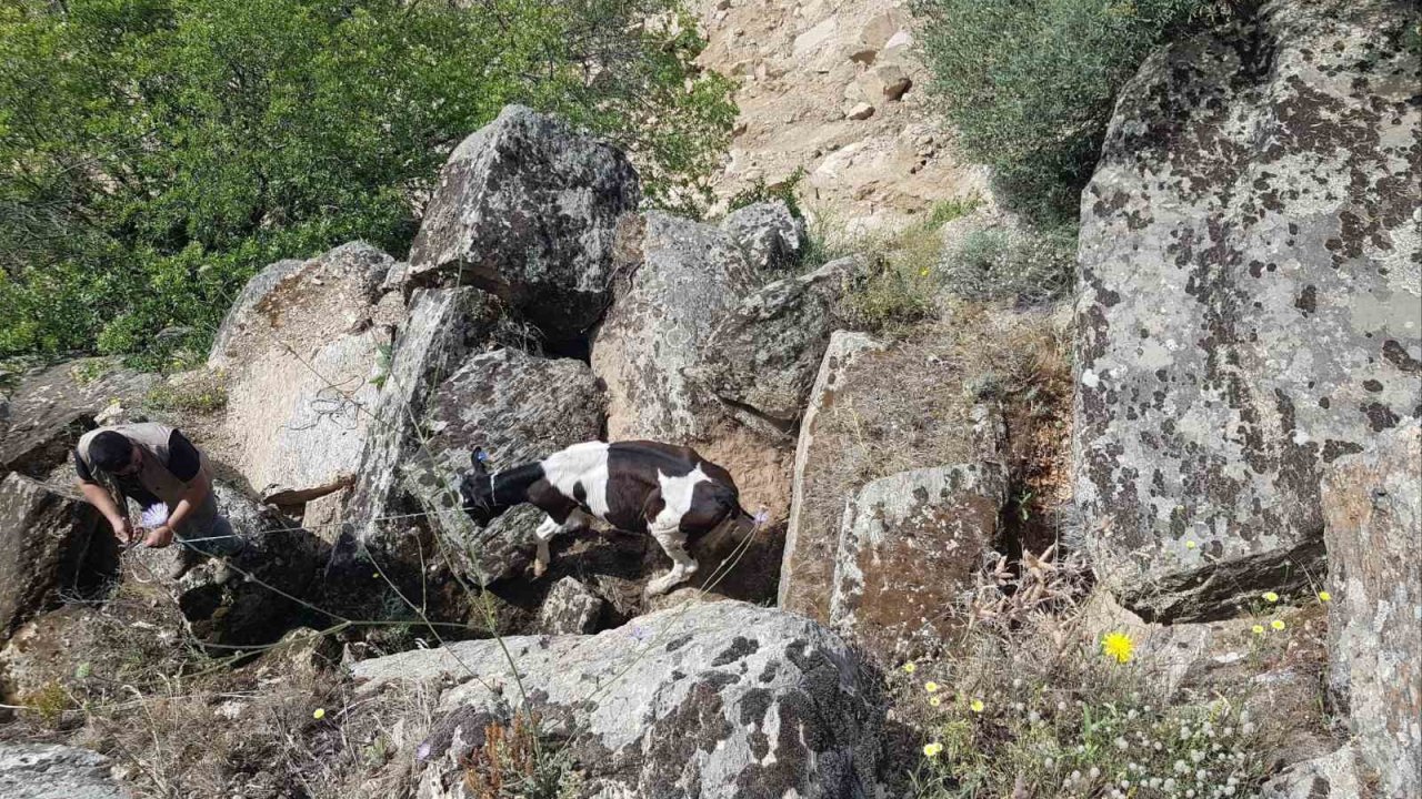 Kaybolan inekler, uçurumda bulundu
