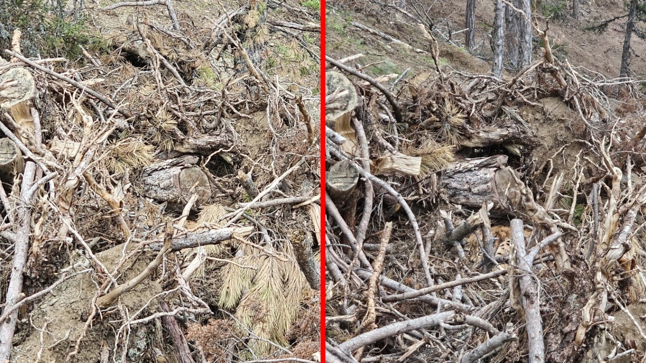 Bolu’da nesli tehdit altındaki vaşak ve yavruları görüntülendi