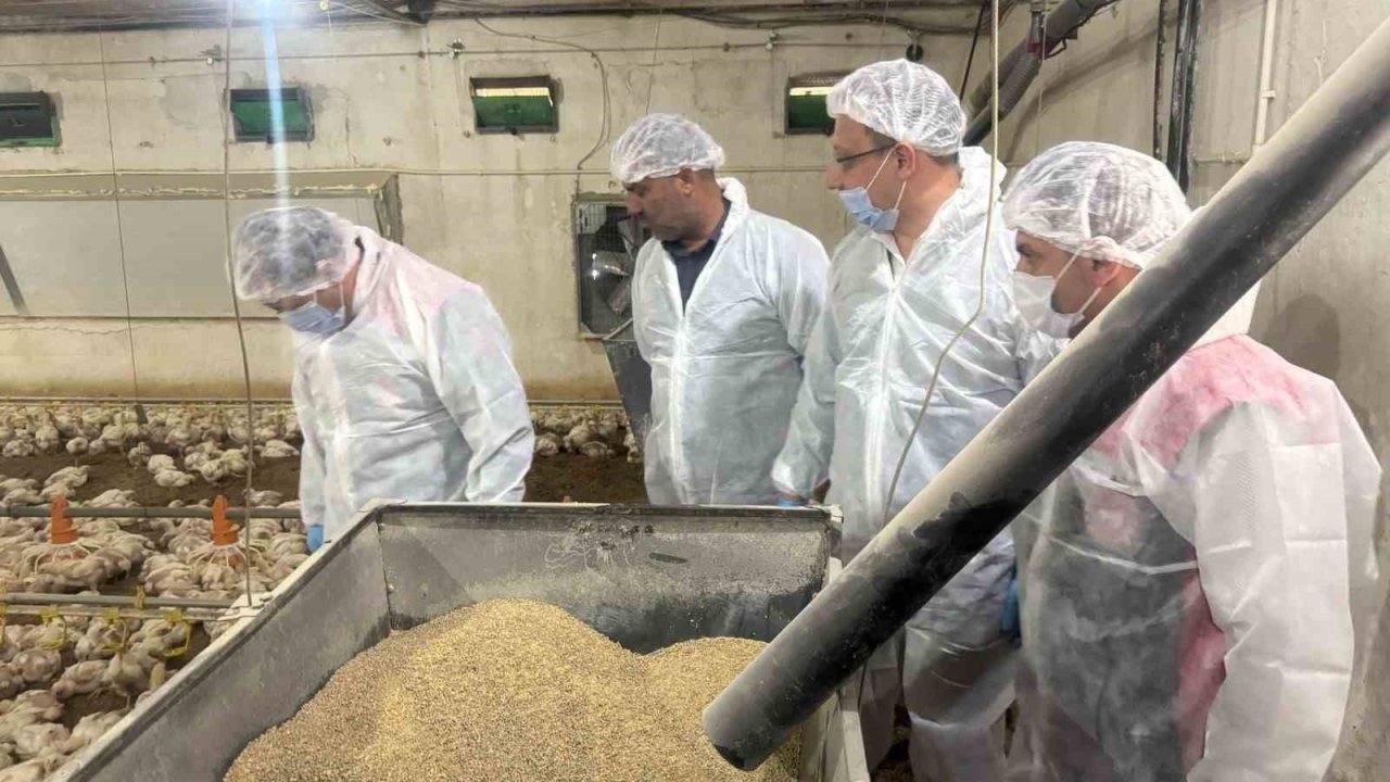 Mart ayında yıllık tavuk yumurtası üretimi yüzde 8,8 azaldı