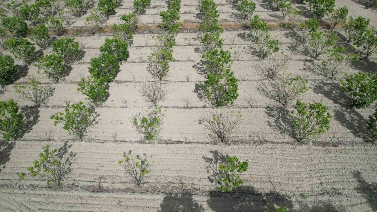 Sigorta yaptırmayan cennet hurması üreticisi yardım eli bekliyor