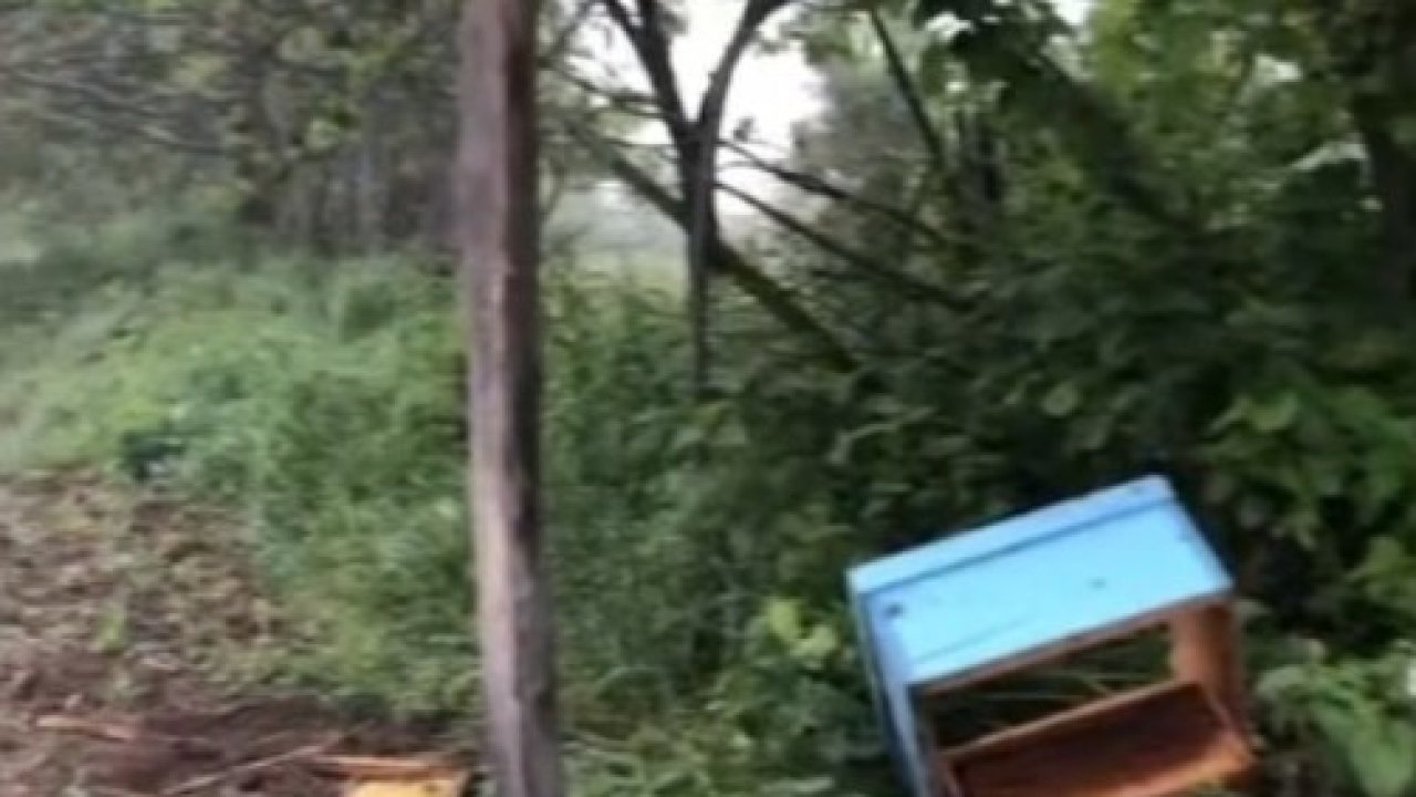 Sinop’ta aç kalan ayı, arı kovanlarına saldırdı