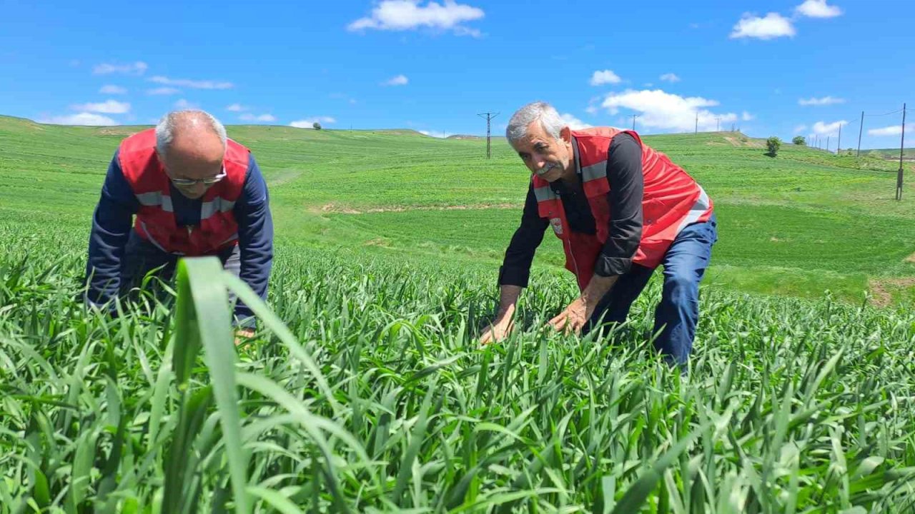 İl Tarım ve Orman Müdürlüğü uyardı: ‘Hububatta pas hastalığına dikkat’