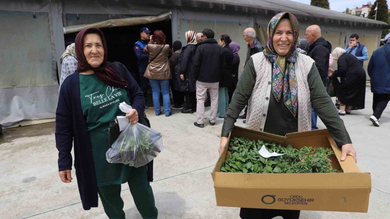 Ordulu üreticilere 380 bin fidenin dağıtımına başladı