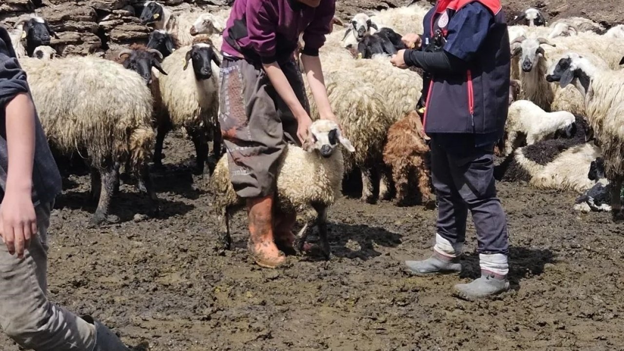 Diyadin’de küçükbaş hayvanlara küpe ve aşı çalışması