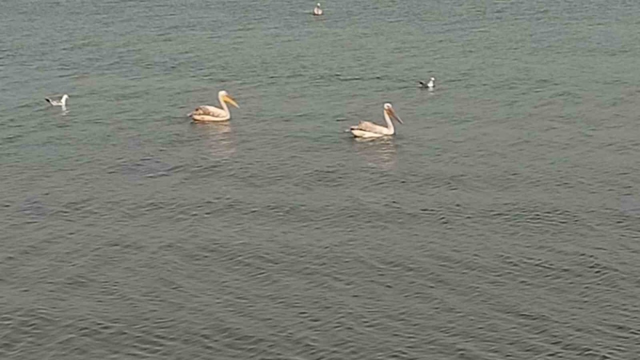 Pelikanlar İznik Gölü’nü süsledi