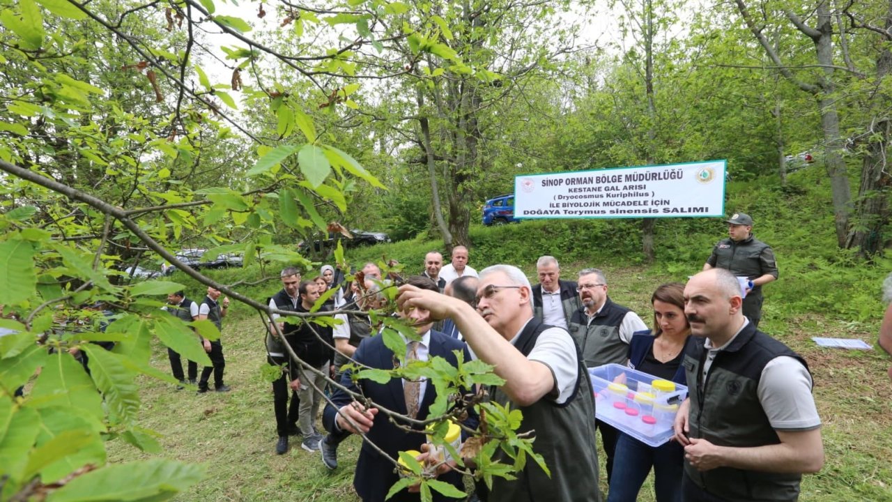 Kestane gal arısına karşı doğa dostu çözüm: Avcı böcek