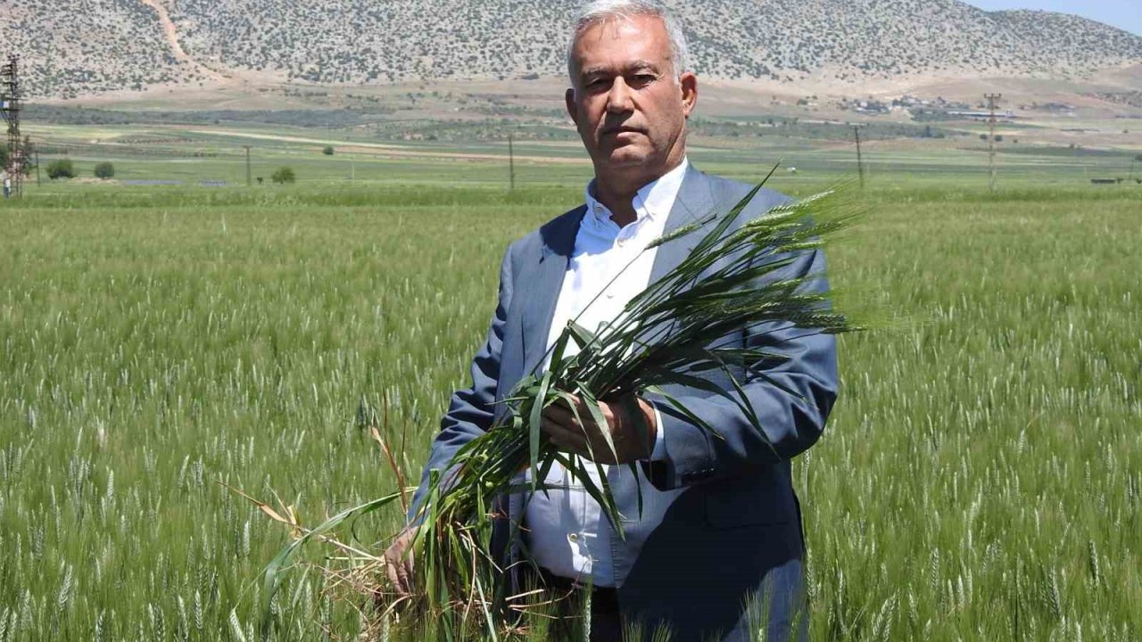 Araban buğdayı çiftçinin yüzünü güldürüyor