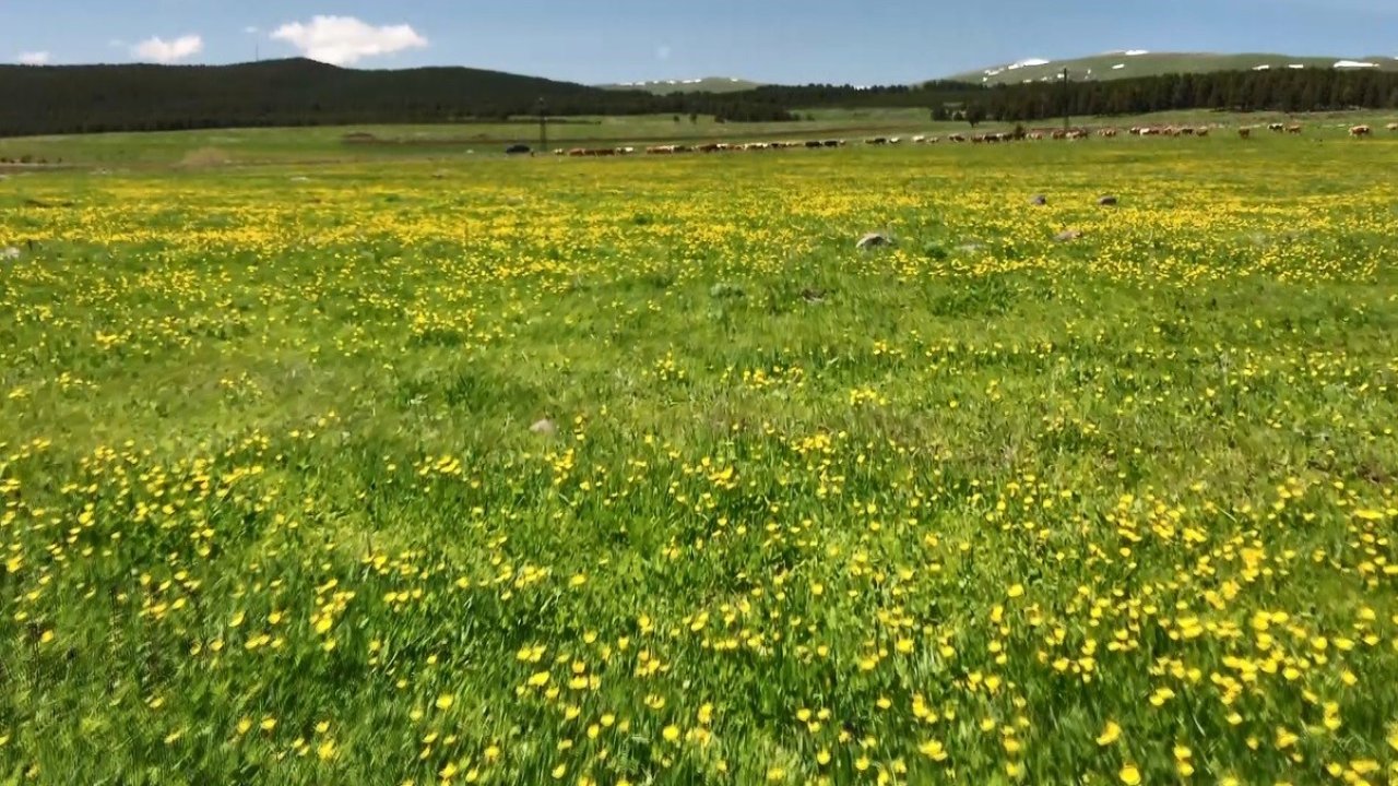 Kars’ta sarıçiçekler görenleri büyülüyor