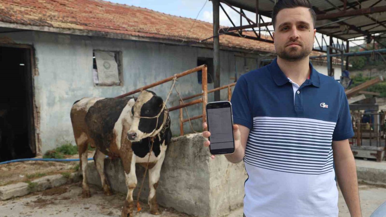 Sosyal medyada gördüğü kurbanlık danaları almak isterken 200 bin TL dolandırıldı