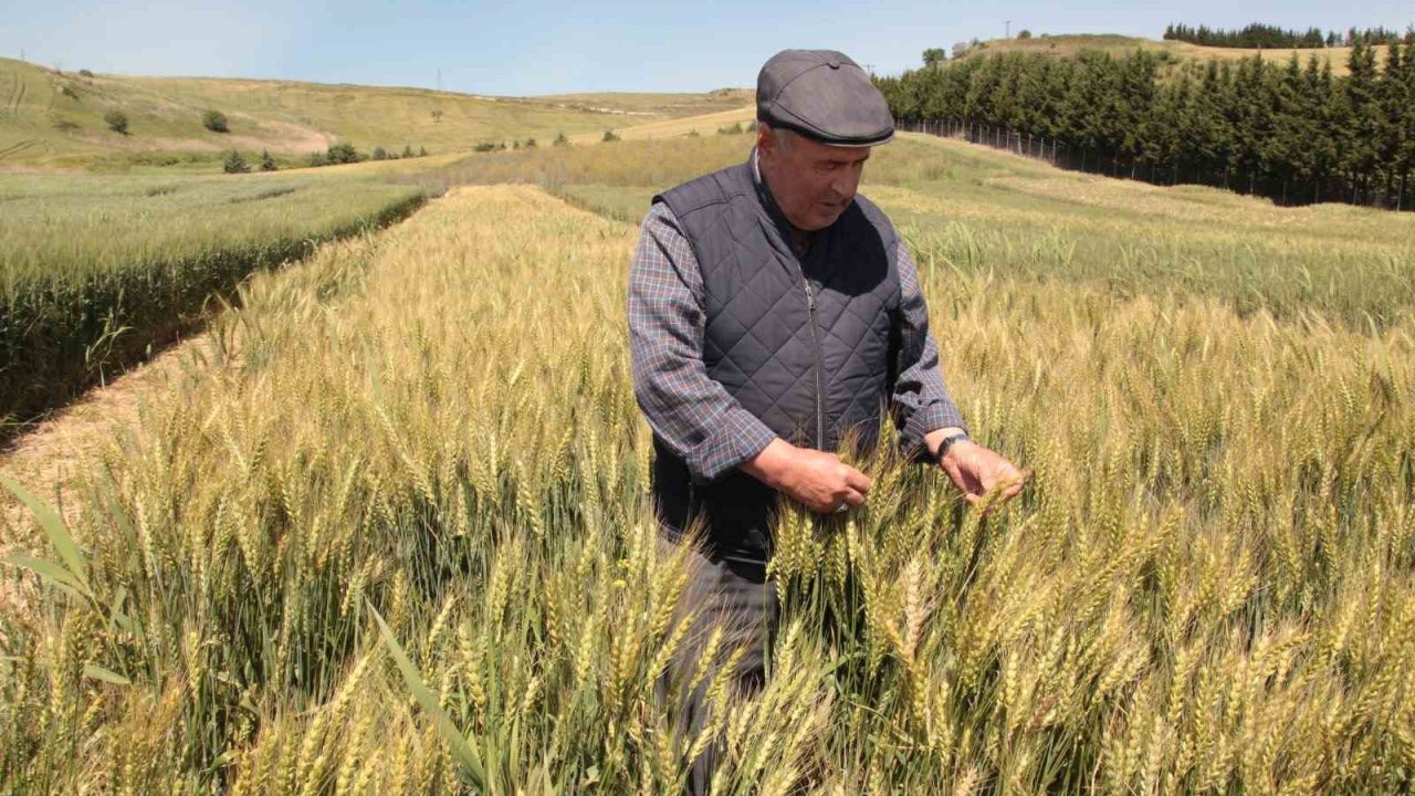 Çanakkale’de tarla günü düzenlendi