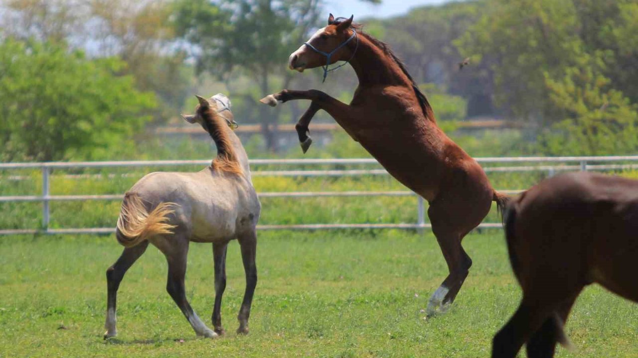Caş’ın torunları, ’Baba Mevlüt’ün oğulları milyonluk taylar 19 Haziran’da podyuma çıkıyor