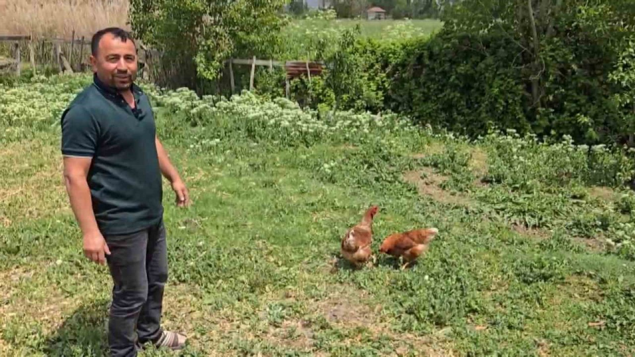 Bahçesine giren tilkiye böyle seslendi: "Kanun namına teslim ol"
