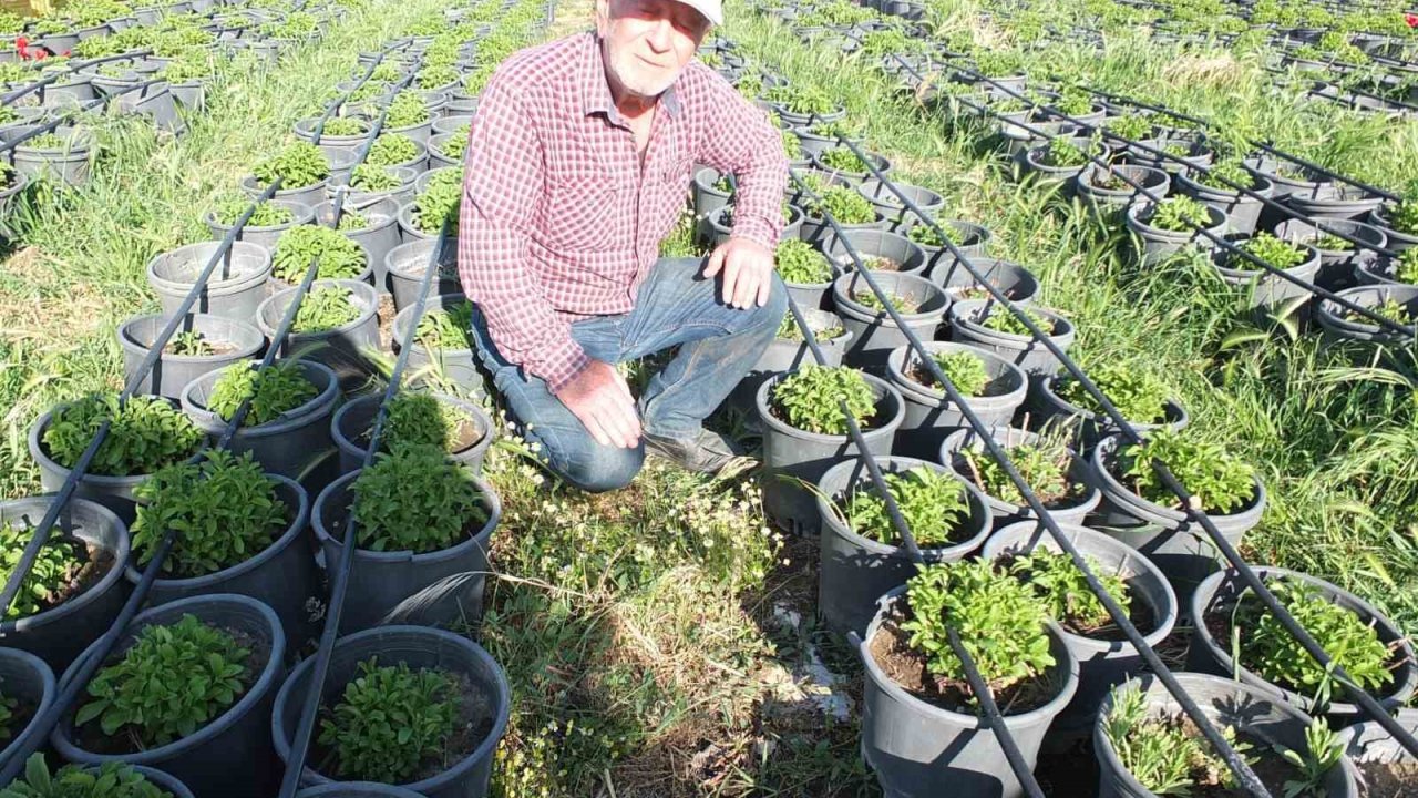 Balıkesir Burhaniye’yi Fide Üretim Merkezi haline getirdi