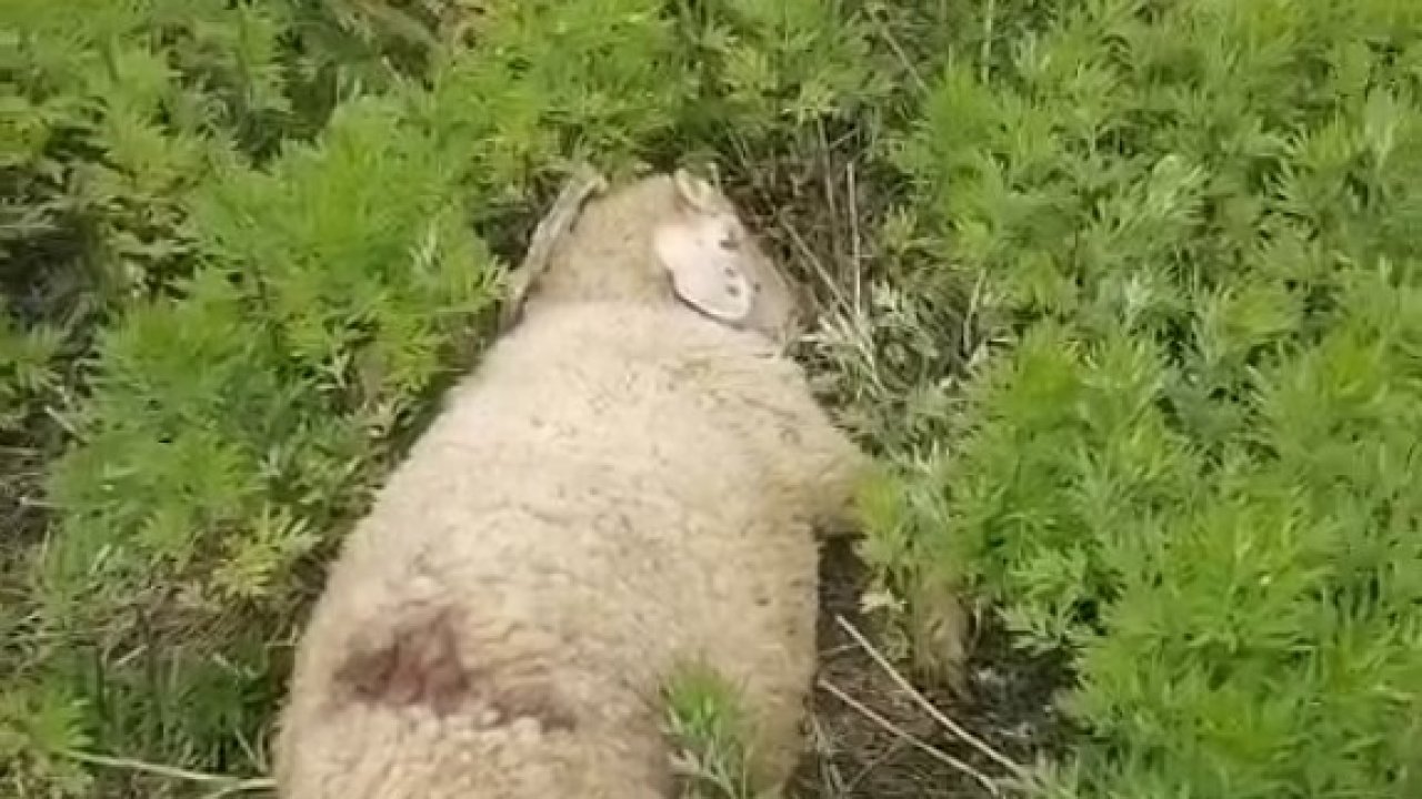 Sinop’ta başıboş köpekler 2 küçükbaş hayvanı telef etti