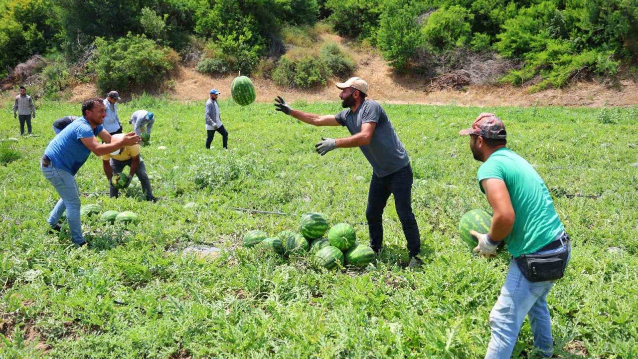 Tescilli Adana karpuzunda hasat başladı: Kilogramı 20-24 lira