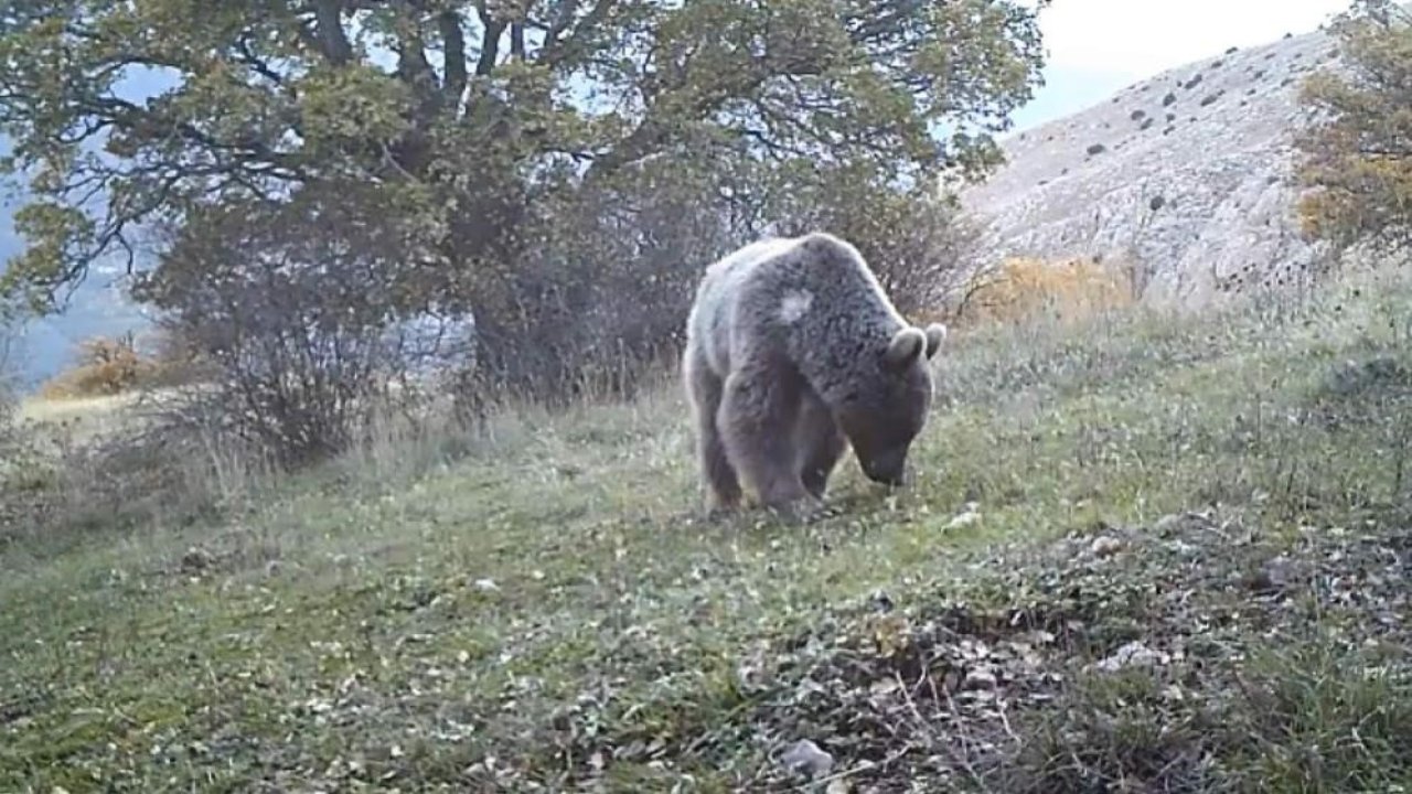 Prof. Dr. Şağdan Başkaya: "Doğuda ayı, batıda domuz popülasyonu insan sağlığını tehdit ediyor"
