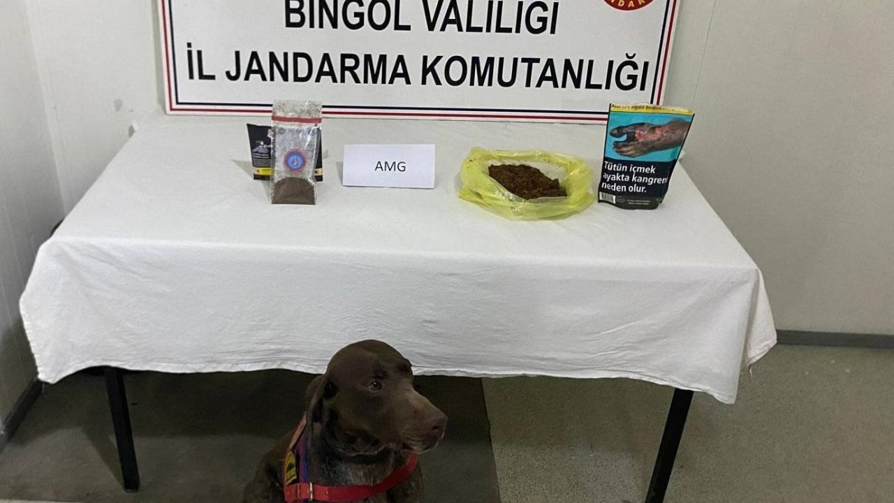 Bingöl’de yolcunun üzerinden bonzai çıktı