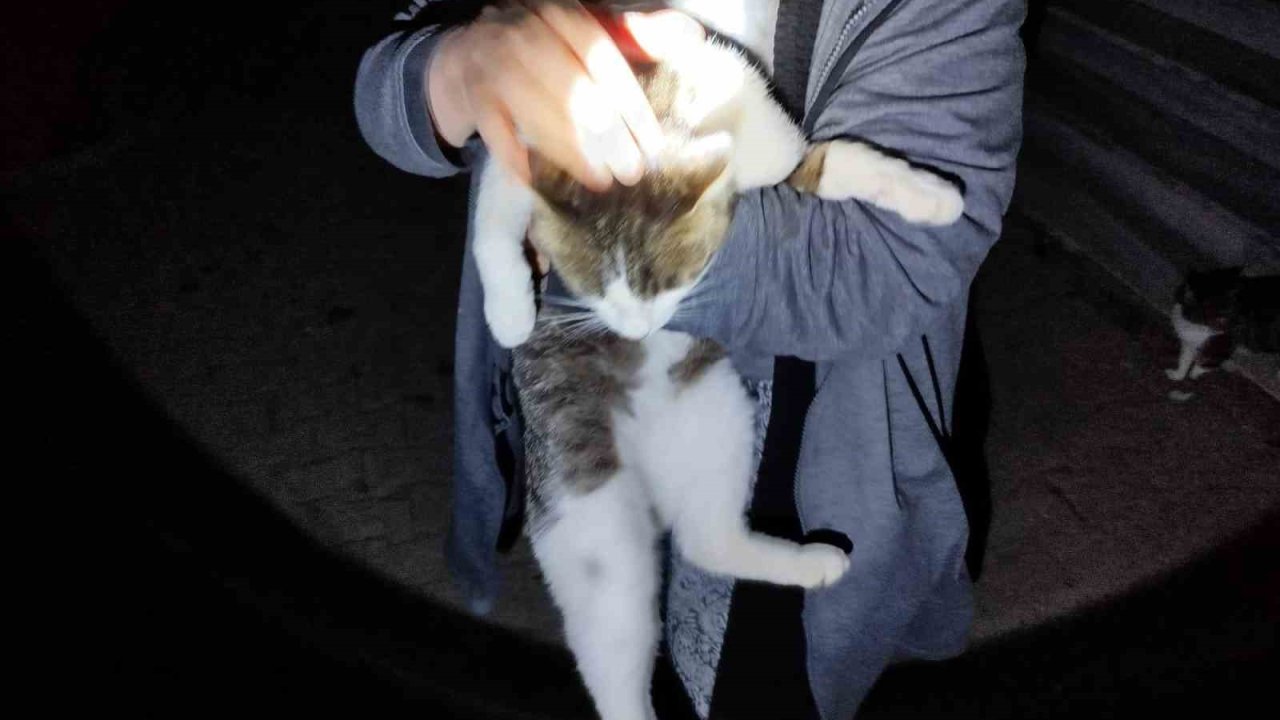 Mahsur kalan kediyi itfaiye kurtardı