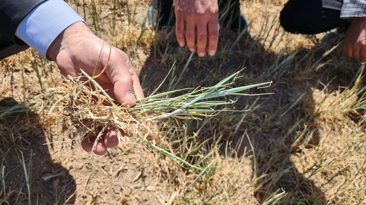 Kulu’da kıraç arazilerdeki ekili ürünleri kuraklık vurdu
