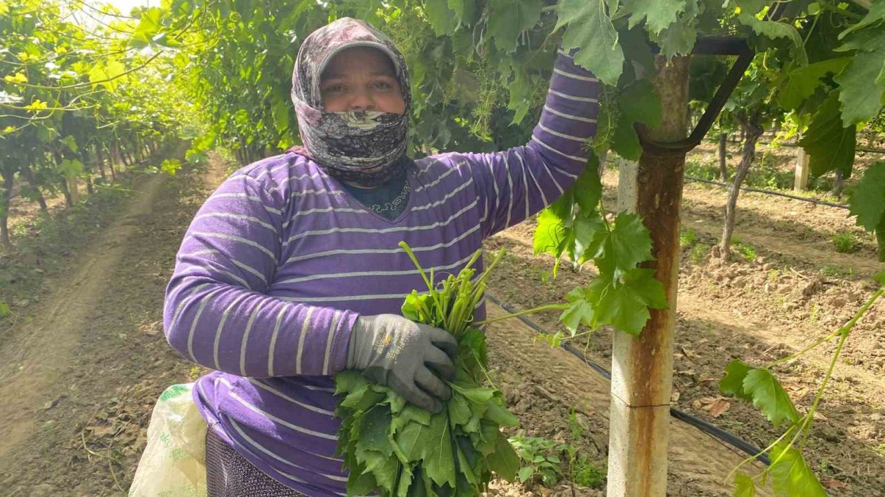 Manisa’da bağ yaprağı hediyelik oldu