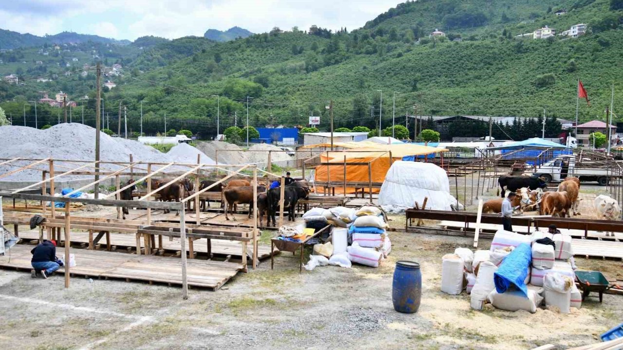 Trabzon’a Kurban Bayramı öncesinde kurbanlıklar gelmeye başladı
