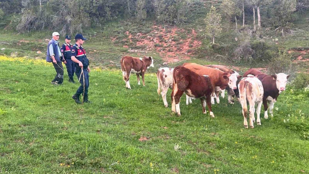 Yozgat’ta büyükbaş hayvanları kaybolan vatandaşın yardımına Jandarma koştu