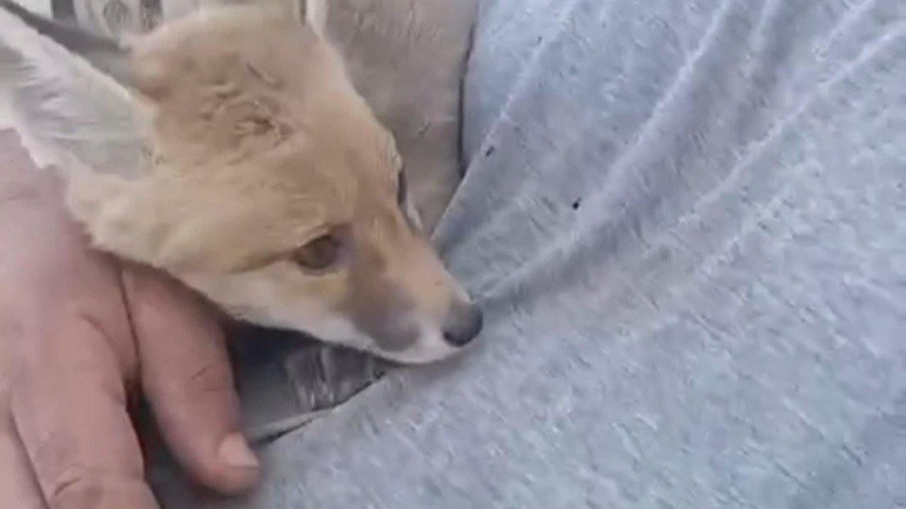 Siirt’te gördüğü tilkiyi bebek gibi sevdi