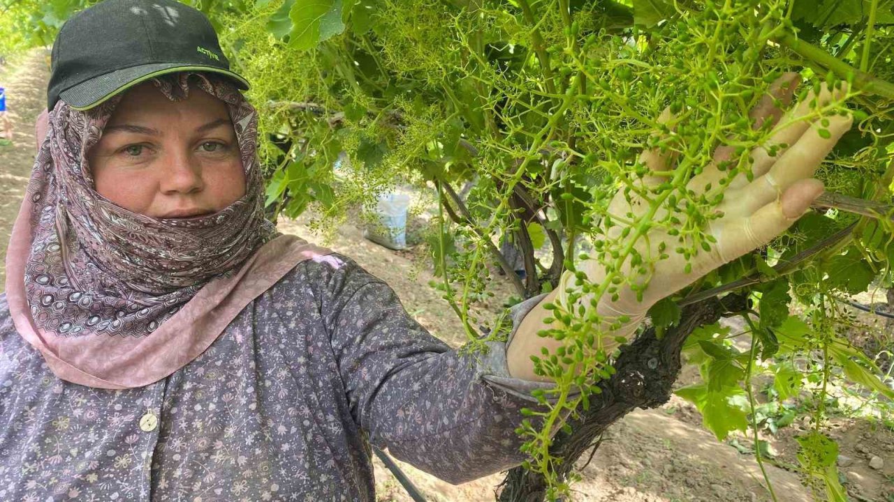 İhracat için salkım salkım mücadele