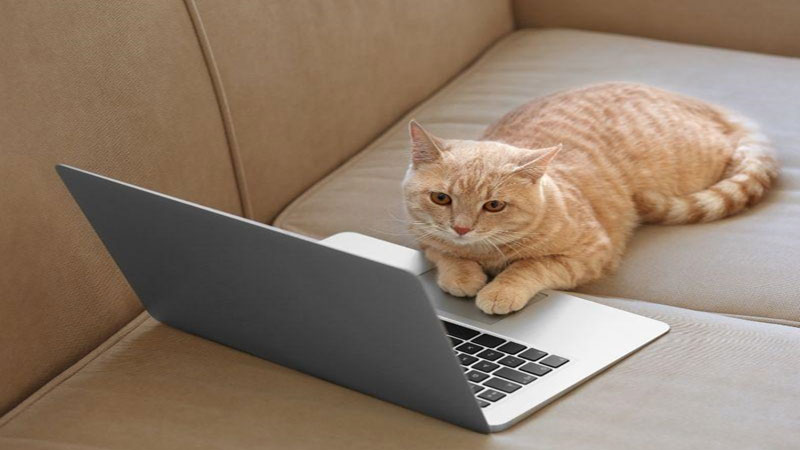 Kedi Fiyatları Sevindirdi, Sahiplenme Talepleri Rekor Kırıyor!