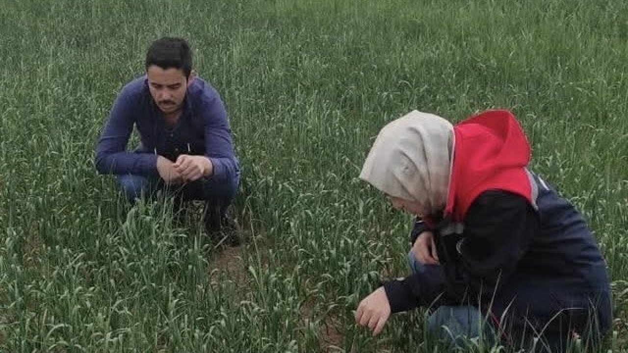 Kulu’da süne sürvey çalışmaları devam ediyor