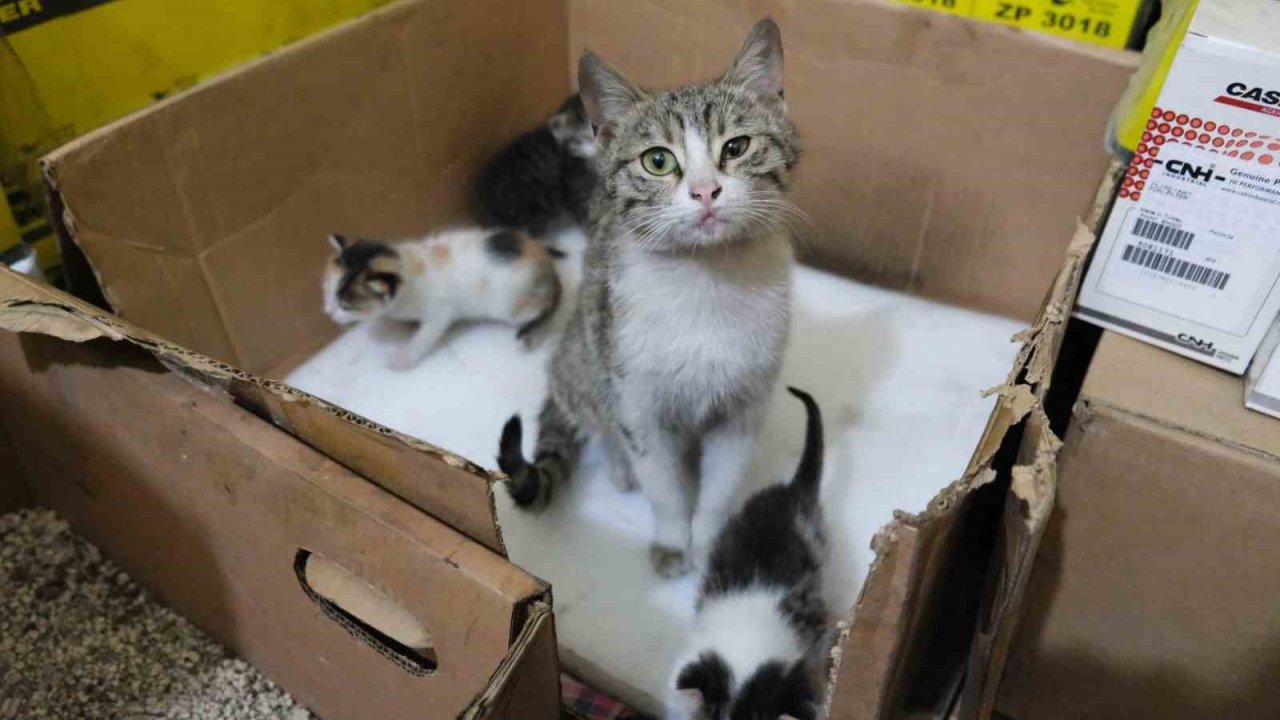 İş yerinde doğum yapan anne kedi ve yavrularına gözü gibi bakıyor