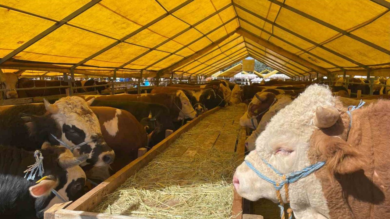 İhlas Vakfı Asya ve Afrika’da 6 ülkede kurban kesimi yapıyor