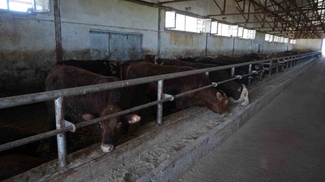 30 bin hayvan sevk edildi, 3 milyar TL’lik gelir bekleniyor