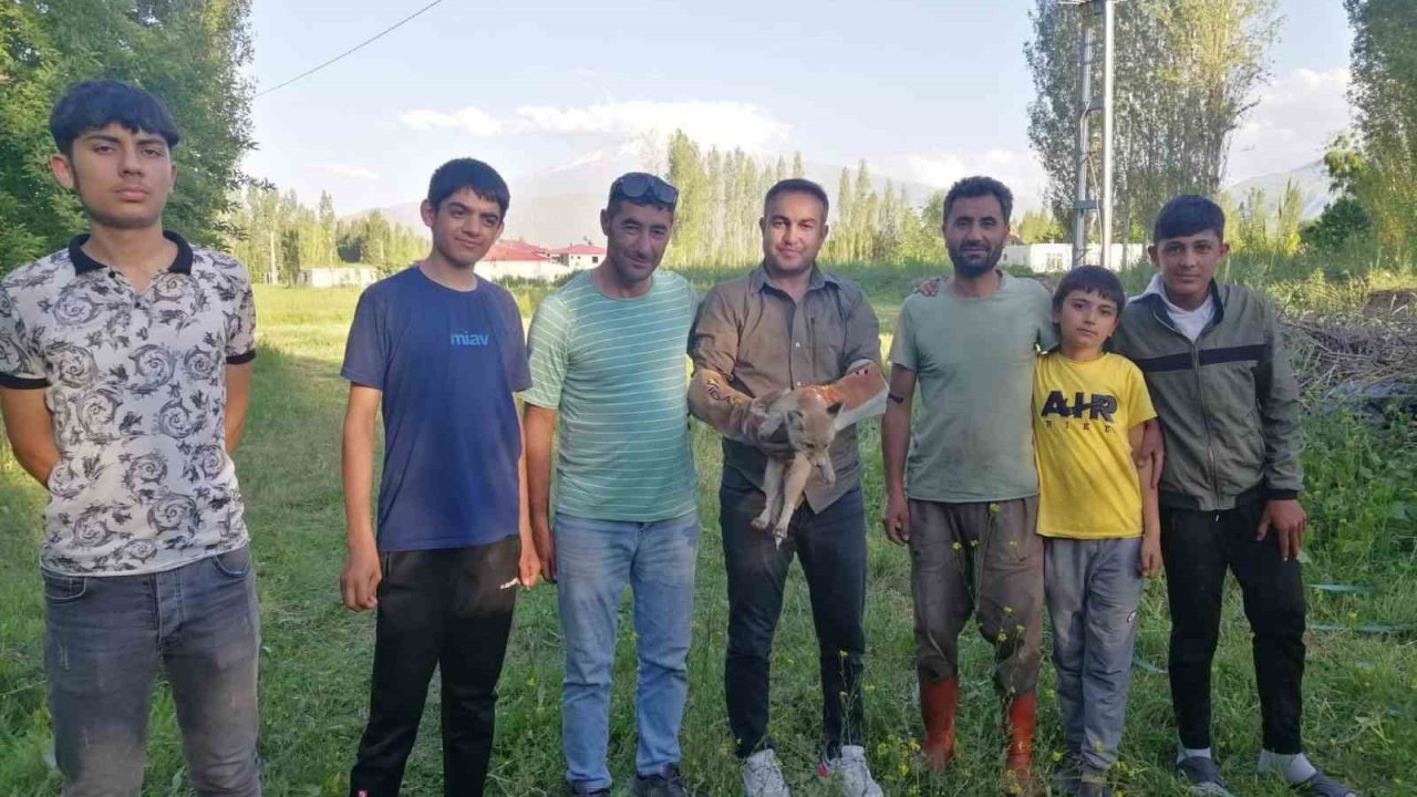 Iğdır’da yardıma muhtaç halde bulunan tilki doğal yaşamına kavuşturuldu