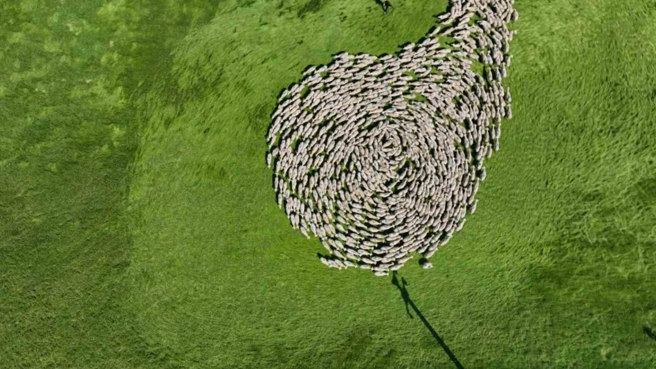 Bursa meralarında binlerce koyundan görsel şölen...