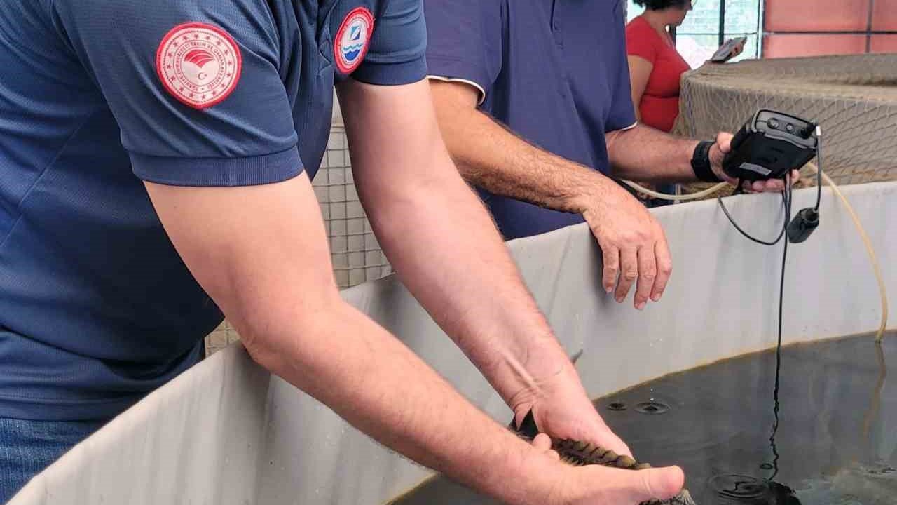 Milas’ta toprak havuzlarda ‘Mersin Balığı’ deneme üretimi başladı