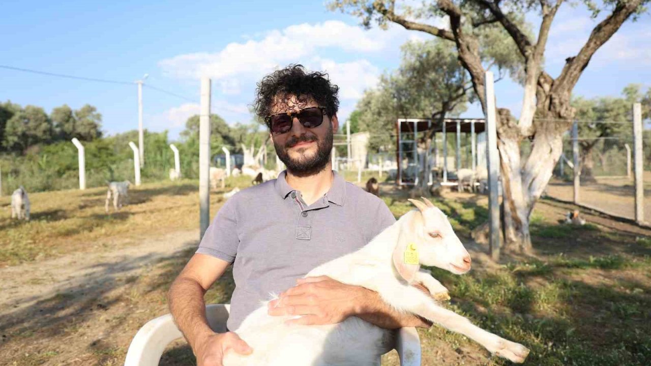 Çocuğuna taze süt içirmek için keçi aldı, kendisini çobanlık mesleğinin içinde buldu