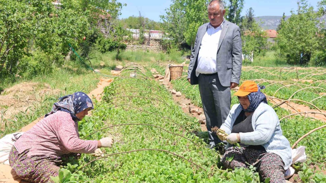 Avanslarını almaya başlayan tütün üreticileri fidelerini toprakla buluşturdu