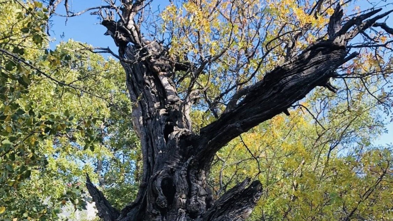 Arapgir’de 800 Yıllık Menengiç ağacı için tescil çalışması