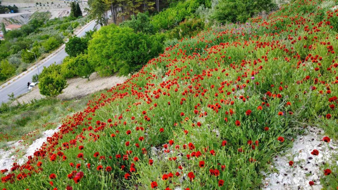 Demirci’de gelincik çiçeklerinden görsel şölen