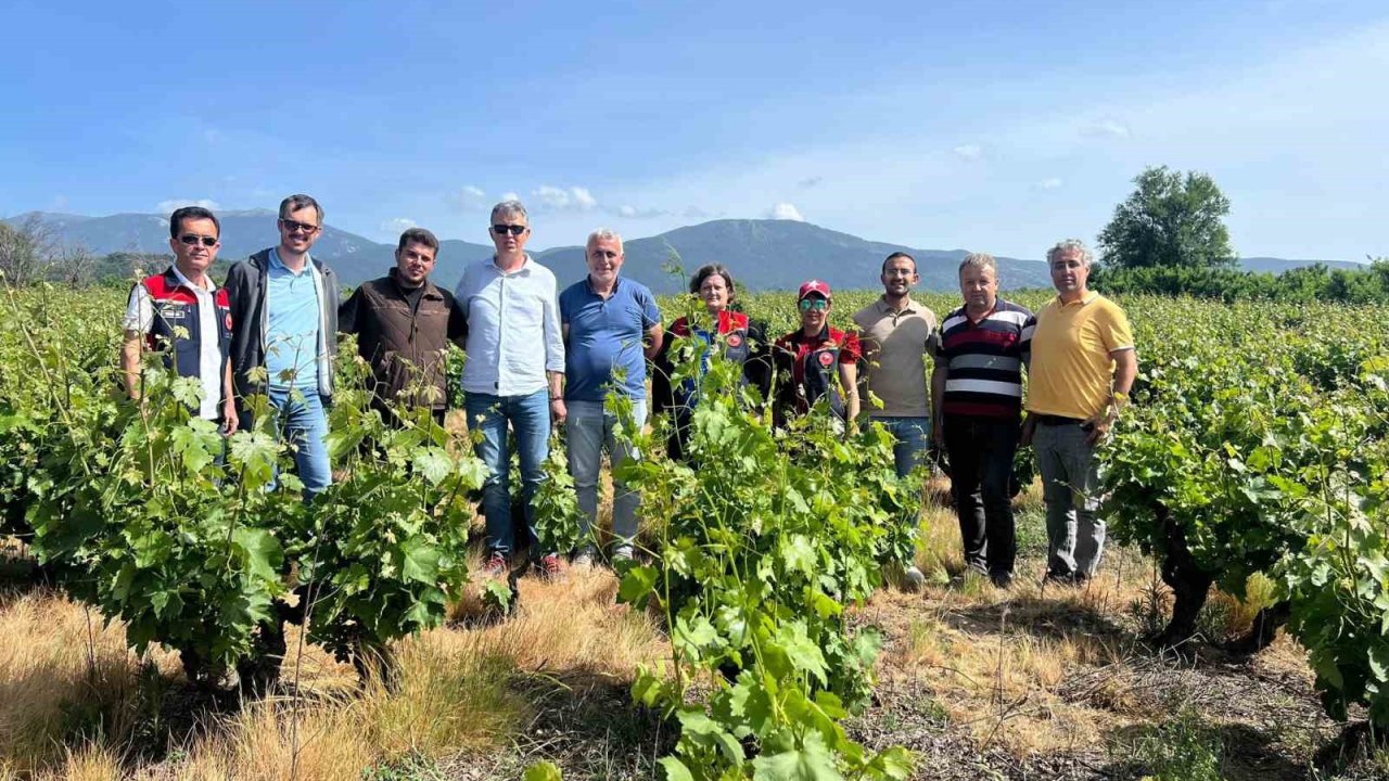 Çanakkale’de yaşanan don sonrası bağlarda saha tespit çalışmaları yapıldı