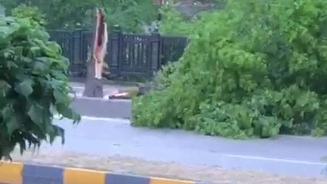Zonguldak’ta şiddetli rüzgar ağaçları devirdi