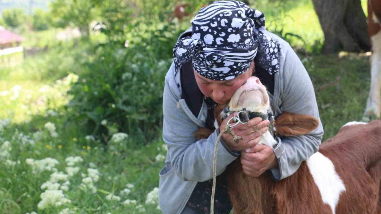Gürcistanlı Nino, Erzincan çiftçiliğine renk katıyor