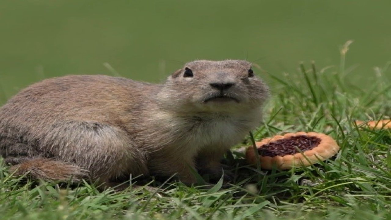 Yer sincabı bisküvi yerken görüntülendi