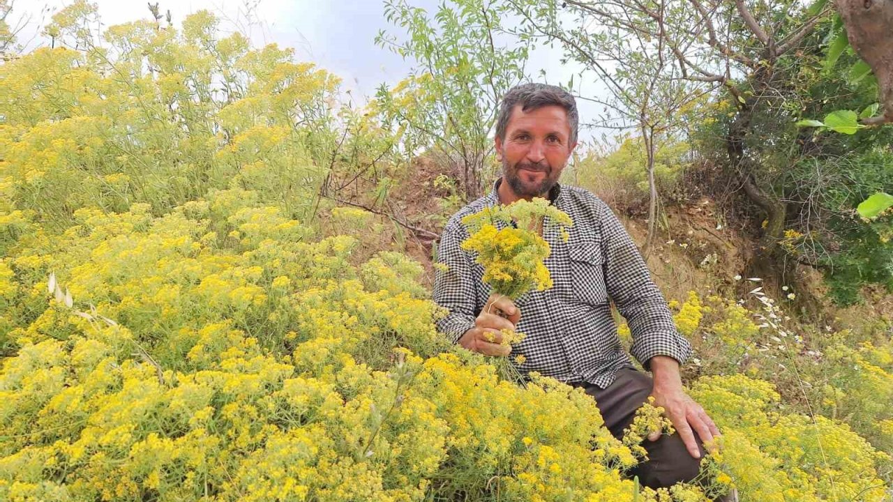 Köy usulü kantaron yağına yoğun ilgi