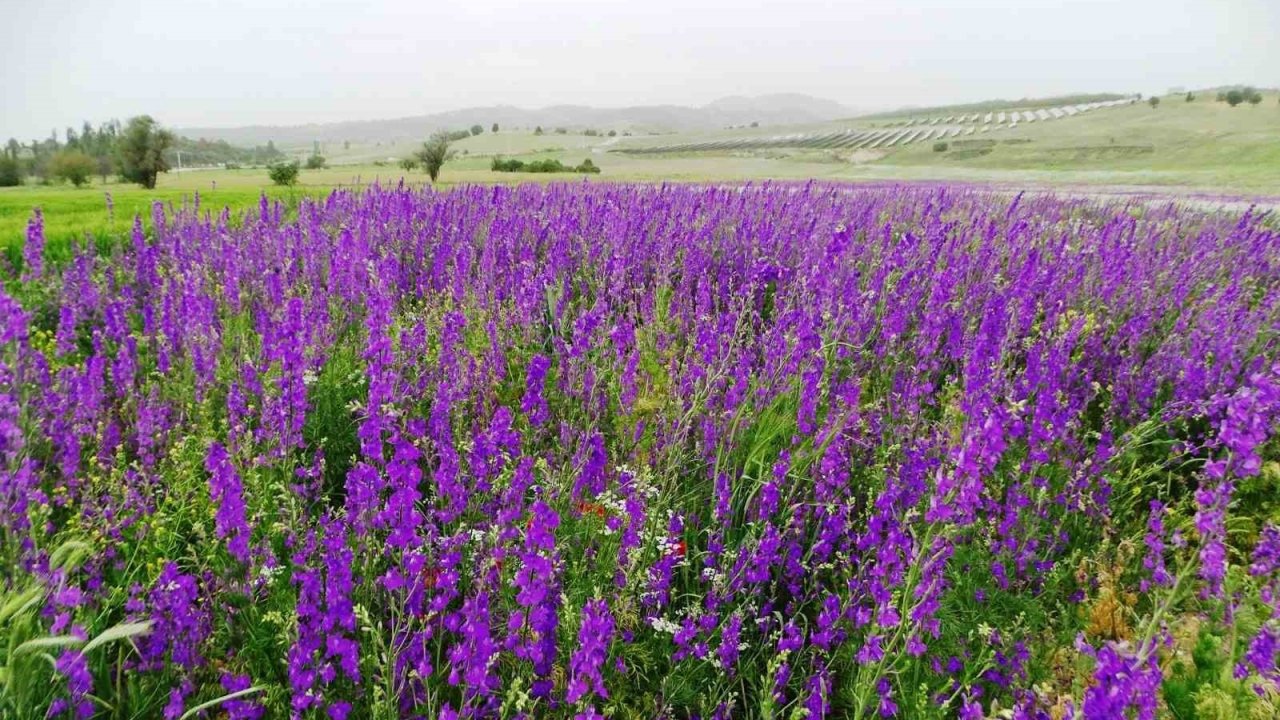Mor renkli yabani otlar görsel şölen sunuyor