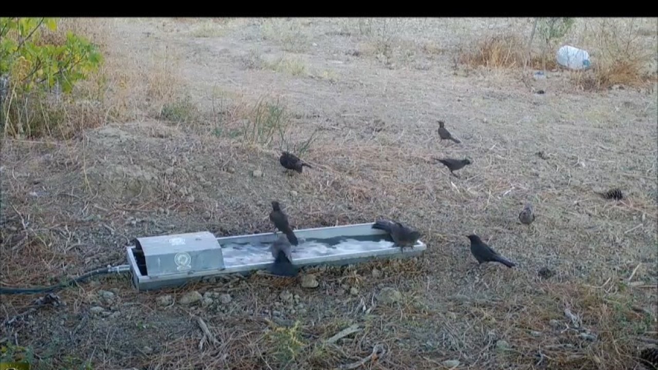 Suluklar, sıcak havalarda yaban hayatının can damarı oldu