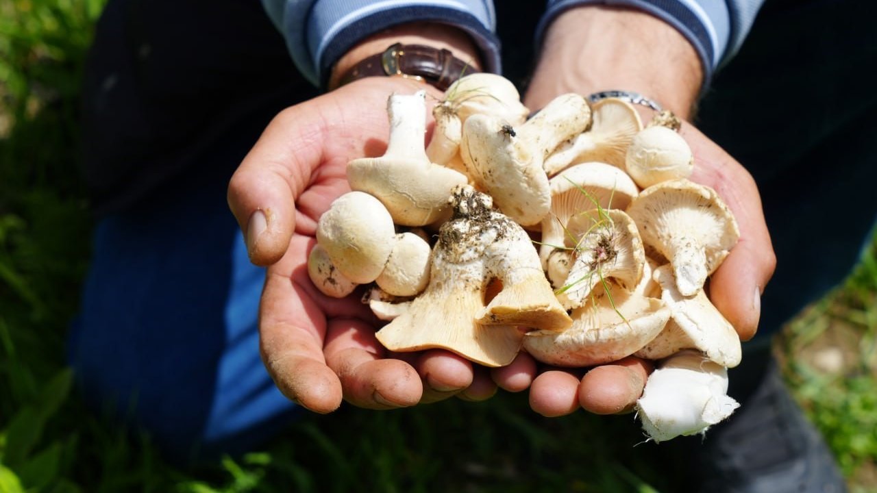 Bayburt’ta protein deposu mantarın ve bin bir derde deva çaşır otunun zorlu mesaisi