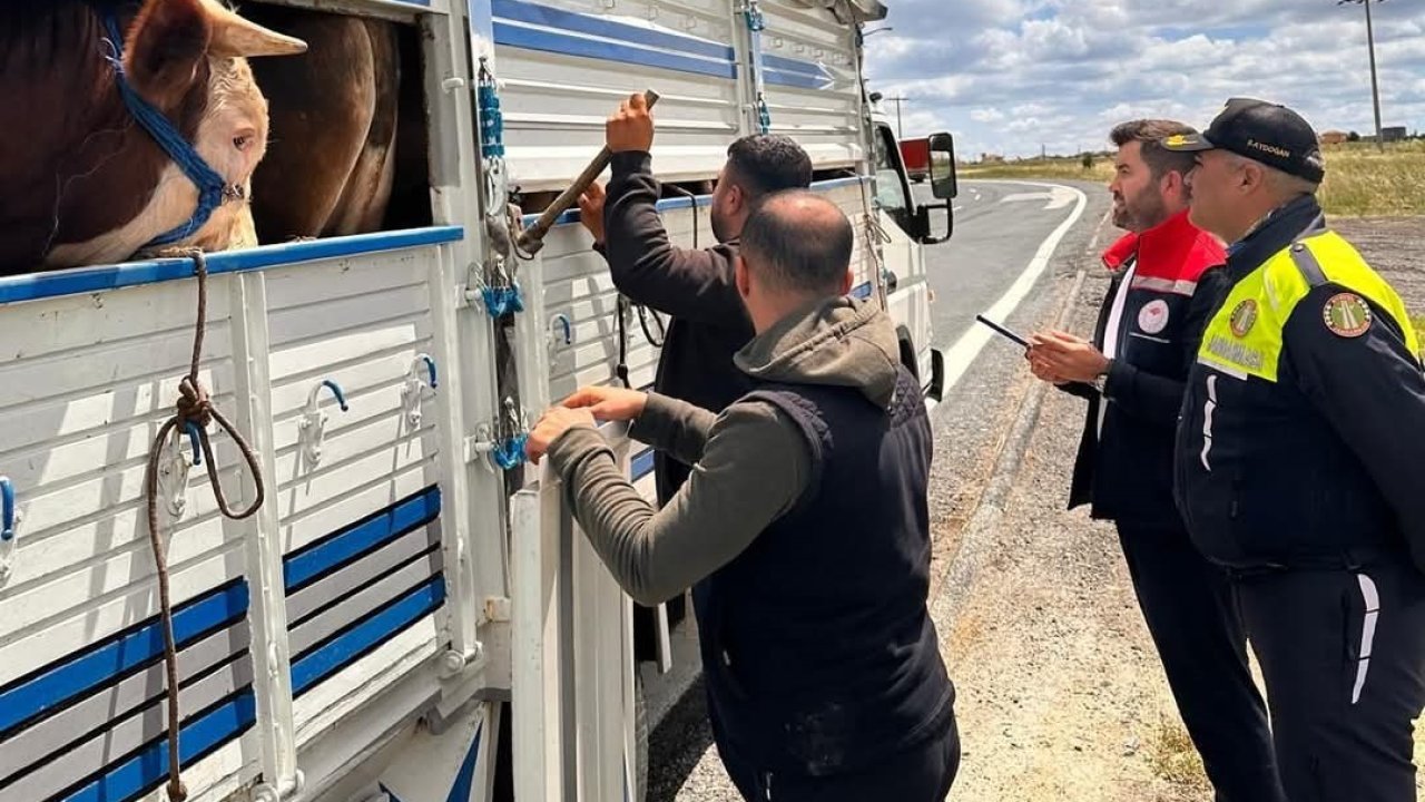 Tekirdağ’da kaçak hayvan sevkiyatına 105 bin TL ceza