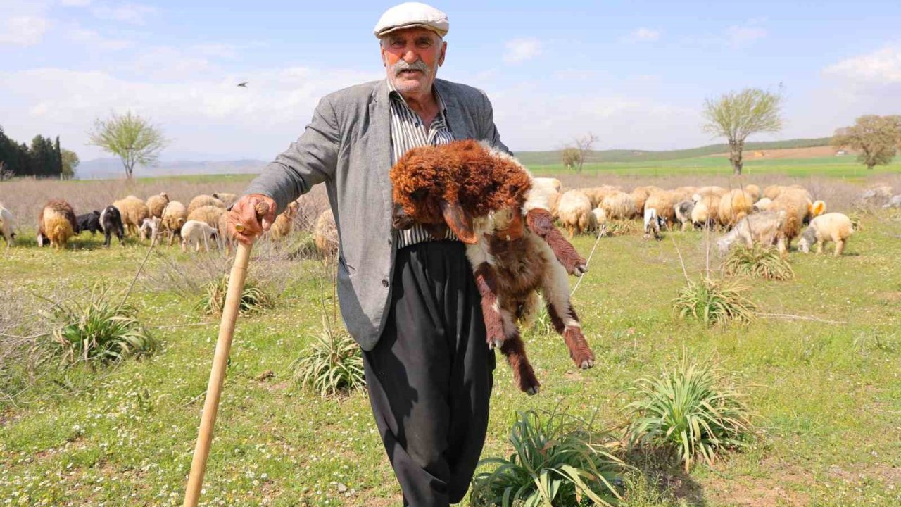 Kendi hayvanlarına çobanlık yapan Hüseyin dede: "Hayvancılık el işinden çok güzeldir"